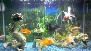 Goldfish Aquarium