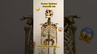 Human SkeletonAnatomy Lab针灸解剖#acupuncture #viral #trending #shortsvideo #shorts #anatomy #tcm