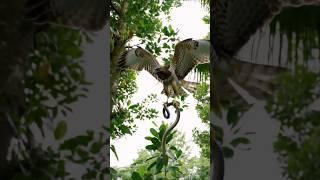 Hunting food power eagle #animeshorts #naturelovers #birds #eagles #hunter