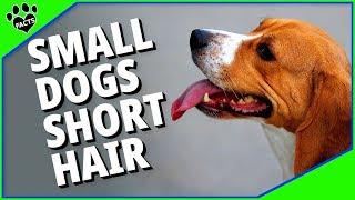 Top 10 Small Dog Breeds with Short Hair - Low Maintenance Dogs