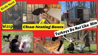 Wasp Birds Turkeys Chickens / Homestead Life / Spring Cleaning