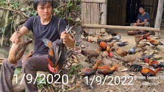 From 2 wild chickens, now I have more than 100 wild chickens. Green forest life (ep215)