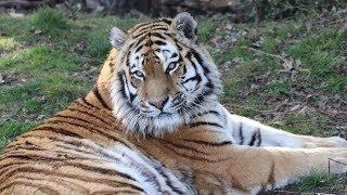 Yorkshire Wildlife Park Trip - (April 2018)