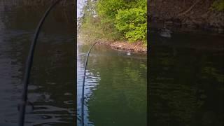 Topwater in April for Spotted Bass Lake Lanier
