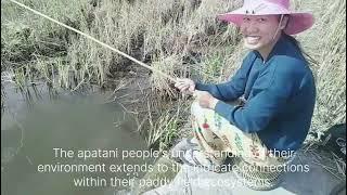 Catching Frogs & Fish in Paddy Fields | Apatani Culture & Traditions