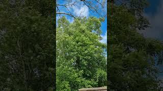 Wild wind today #shorts #shortsvideo #wild #wind #nature #tree