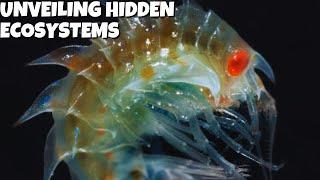 Unveiling Hidden Ecosystems