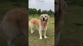 Take chance #timo #dog #goldenretriever #trending #shorts #shortvideo #short
