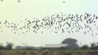 PUDDLER - Blue Winged Teal in flight