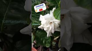 USE THIS SOIL for Lots of Flowers in Gardenia Plant