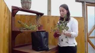 How to grow Oca (New Zealand Yam) with Thompson and Morgan. Part 3