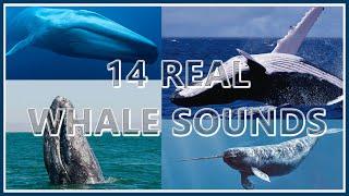 14 Whale Sounds REAL Recordings 1 Hr Loop | Deep Sea Underwater Sounds 