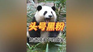 盘点饲养员镜头下的大熊猫，原来最亲近的人才是最大“黑粉”