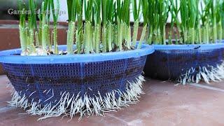 TIMELAPSE: How to grow Garlic and Purple Onions on Balcony, Gardening Tips at Home - LIVE STREAM