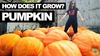 PUMPKIN | How Does it Grow?