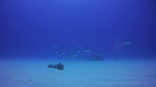 DIVE  HOLIC  다이브홀릭 스쿠버 다이빙투어 2019년 6월사이판 다이빙투어 종합편