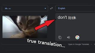 chipi chipa cat meme TRANSLATED