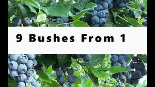 How To Grow Blueberries From Cuttings