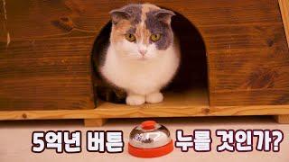 5억년 버티고 고양이 키우기 vs 그냥 살기 | 고양이산책