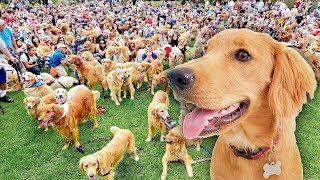 Golden Retriever Sets World Record for largest meetup! (caught on tape)