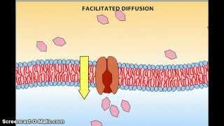 Difusión facilitada: proteínas transportadoras