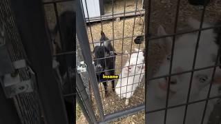 Mom finds a pleasant surprise #pets #animal #viral