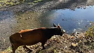 Жизнь в Грузии. Купили дом.