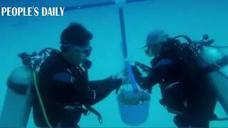 Chinese scientists have been cultivating coral under the #SouthChinaSea since 2009.