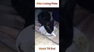 Licking Plate #cat #blackcat #youtubeshorts #shorts