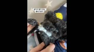 강아지 소유욕 #나무