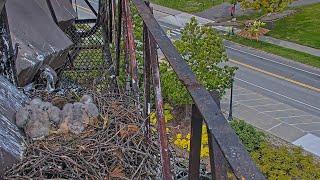 Big Red Swoops In With Fresh Sprig For The Cornell Hawks Nest – May 27, 2025