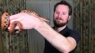 My Brazilian Rainbow Boa (Epicrates cenchria)