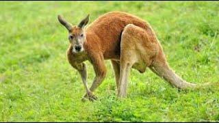 Kangaroo: Habitat, Behavior, and Diet | Baby Kangaroo entering the pouch of mother!!