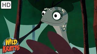 Rainforest Creatures | Lizards, Monkeys, Insects + more! [Full Episodes] Wild Kratts