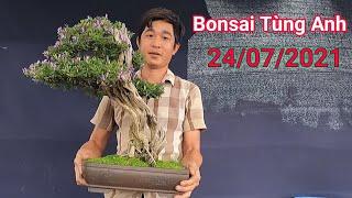 Linh Sam đa ưu điểm, Sam Núi Trái khai thác, Tùng La Hán bán ngày 24/07/2021 vườn Bonsai Tùng Anh