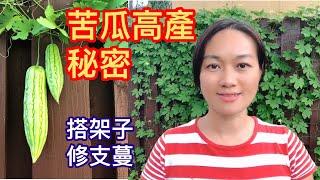 （50）種植苦瓜，如何幫苦瓜搭架子？如何幫苦瓜攀藤？如何幫苦瓜修剪藤蔓？為什麼這樣修剪枝蔓苦瓜才會高產！