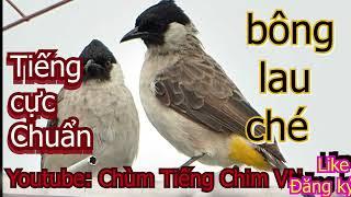 tiếng chim bông lau (đít vàng) chuẩn nhất mồi đấu chóe cực chất