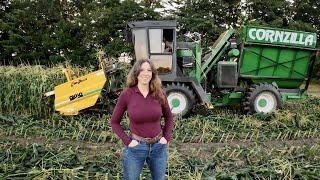 Early Morning Sweet Corn Harvest in Maine