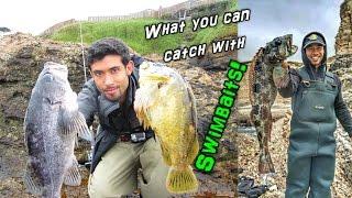 Fishing for Rockcod, Lingcod, & Cabezon with Swimbaits from Shore!