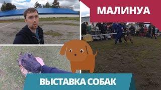 Монопородная выставка Малинуа // Форс первый раз в ринге // Нескучная жизнь в деревне