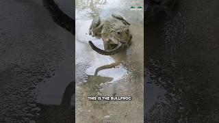 Bullfrog | They Can Eat Anything