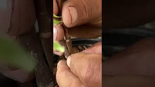 Grafting a sweet carambola (star fruit) seedling