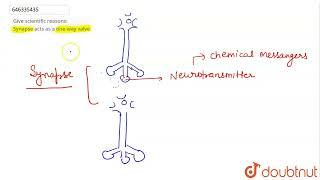 Give scientific reasons: Synapse acts as a one-way valve | CLASS 10 | NERVOUS SYSTEM AND SENSE O...