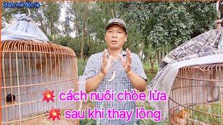 Cách Nuôi Chòe Lửa Sau Khi Thay Lông | Bạn Nên Biết | đam mê độc lạ