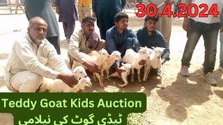 Teddy Goat Kids Auction llٹیڈی گوٹ کی نیلامی