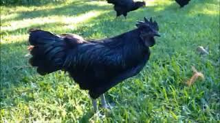 Ayam Cemani Cockerel Named Dominik Crowing