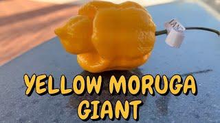 Yellow Moruga Giant from Deathridge Peppers! The season is ALMOST over! Savor what you have!