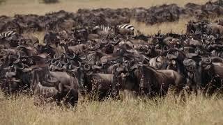 Capture the Great Migration: A Photographer's Journey