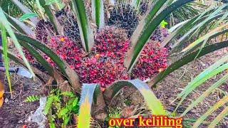 Kebanjiran buah Panen sawit pokok rendah