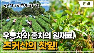 [Full] 세계테마기행 - 처음이야, 이런 타이완!- 잠시 멈춰 힐링 쉼터